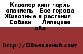 Кавалер кинг чарль спаниель - Все города Животные и растения » Собаки   . Липецкая обл.